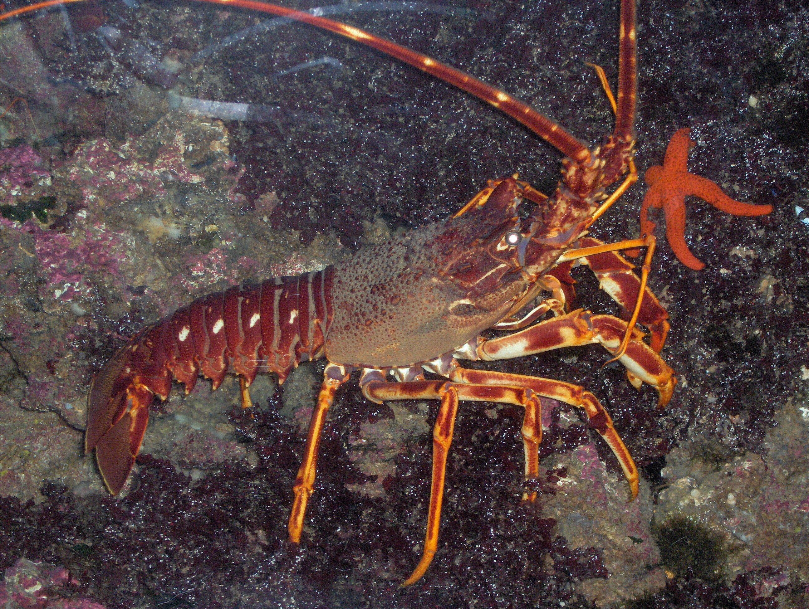 La langouste rouge (Palinurus elephas) émet des sons si puissants qu’ils sont perceptibles jusqu’à trois kilomètres de distance chez les plus gros spécimens. © Georges Jansoone, Wikimedia